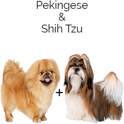 Peke-A-Tzu Dog